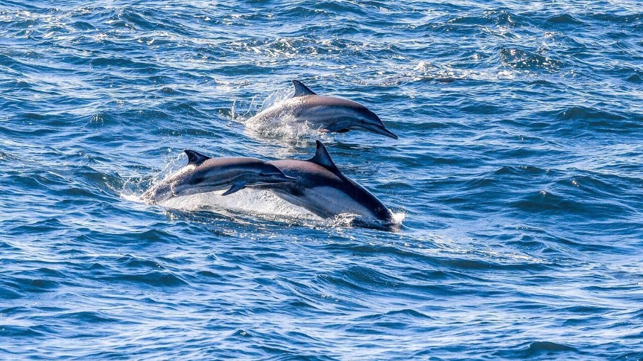 Photo of Outdoor in Puerto Penasco
