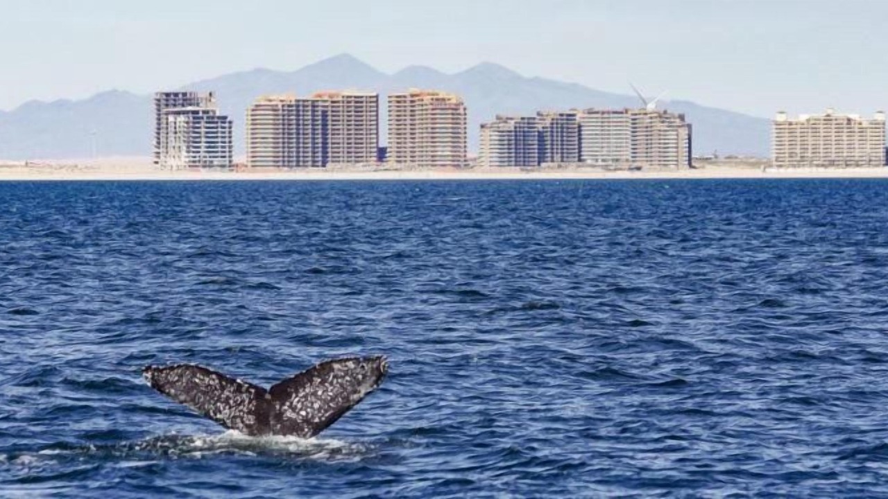 Photo of Outdoor in Puerto Penasco