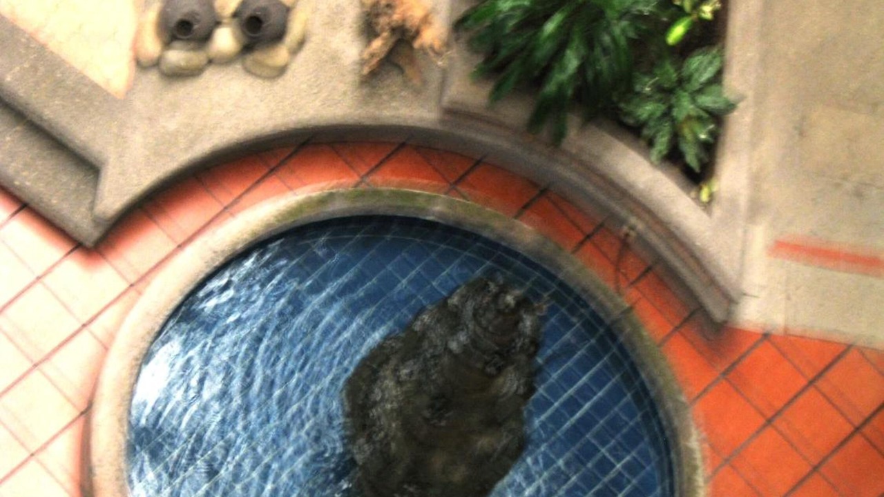 Photo of Others in Tuxpan