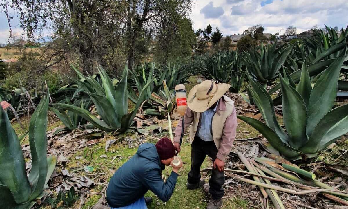 Photo of Outdoor in Jiquipilco