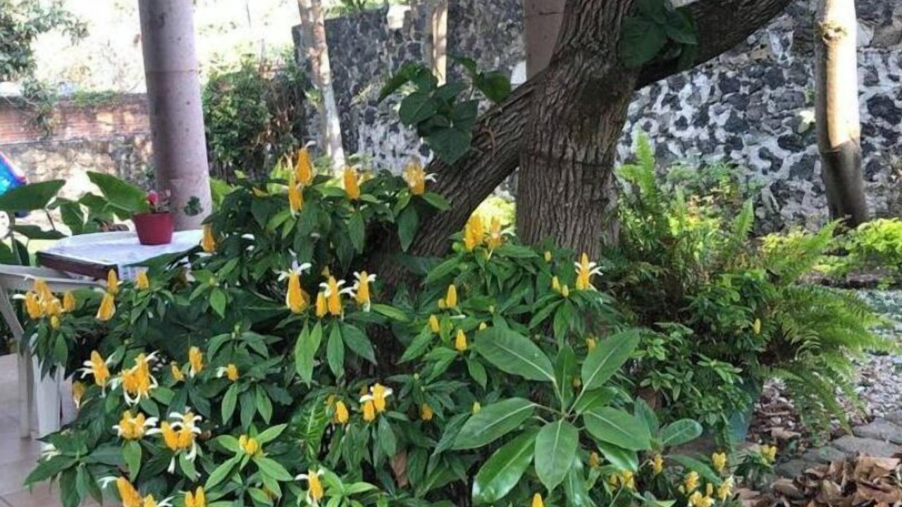 Photo of Outdoor in Jiutepec