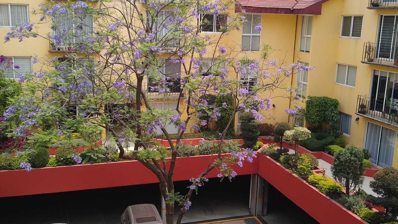 Photo of Outdoor in Coyoacan