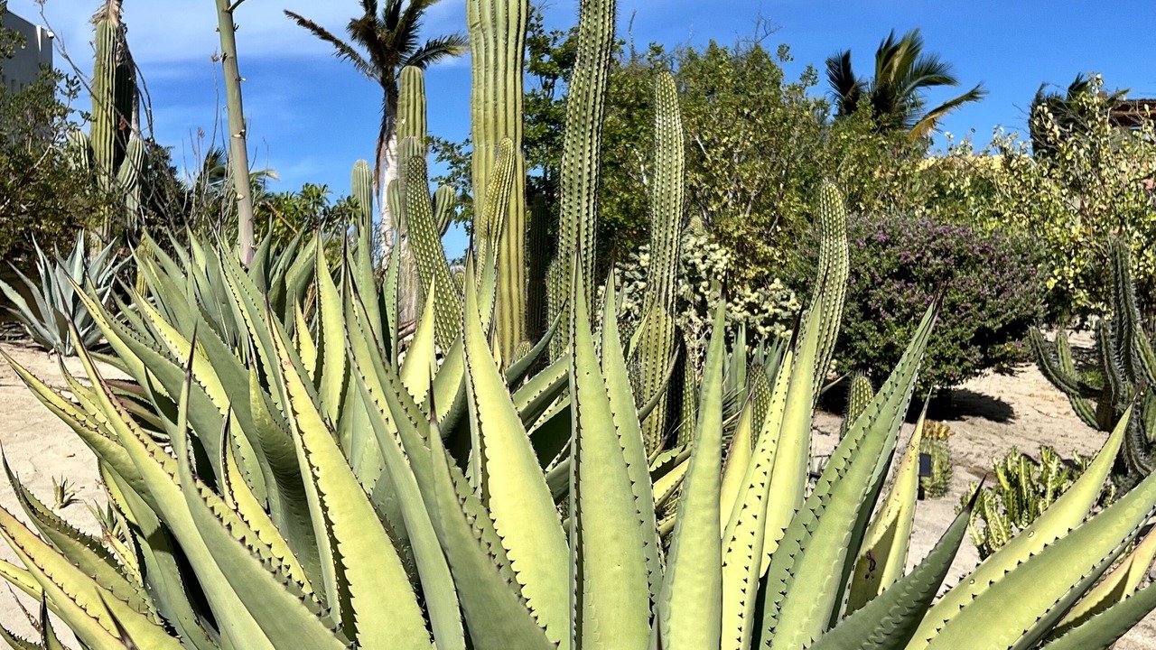 Photo of Outdoor in La Ventana