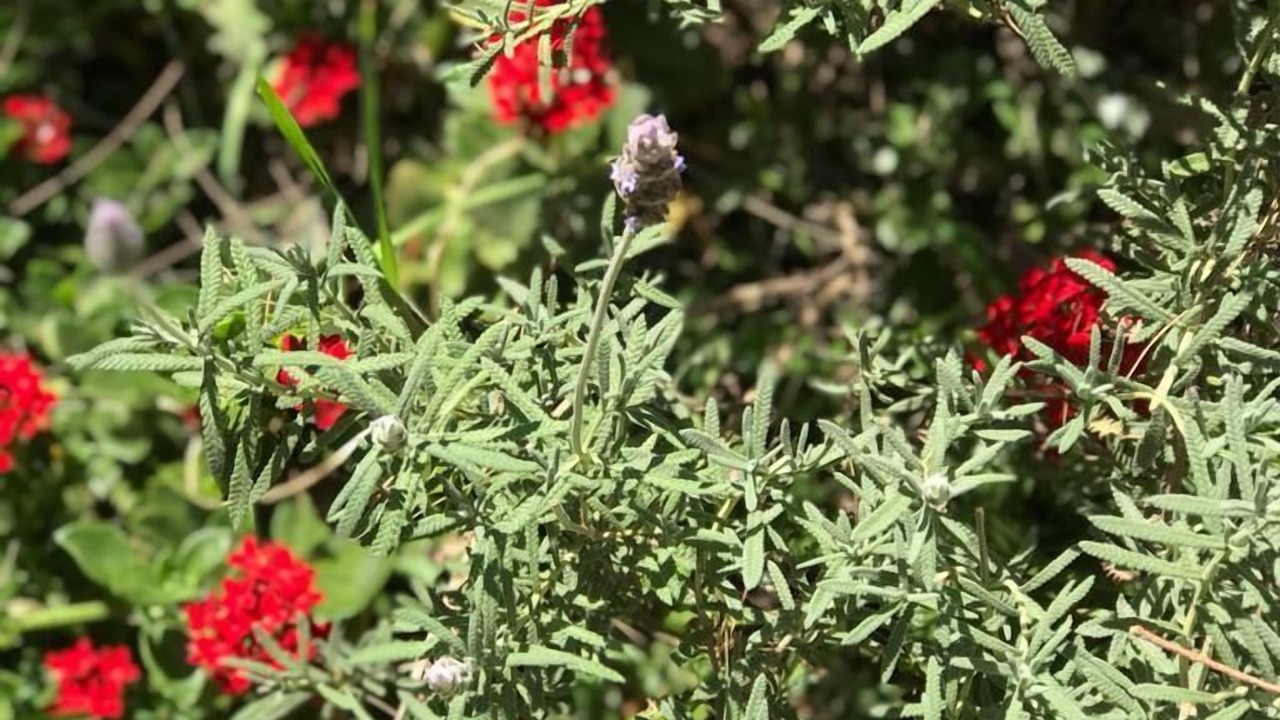 Photo of Outdoor in Jardines de Ahuatepec