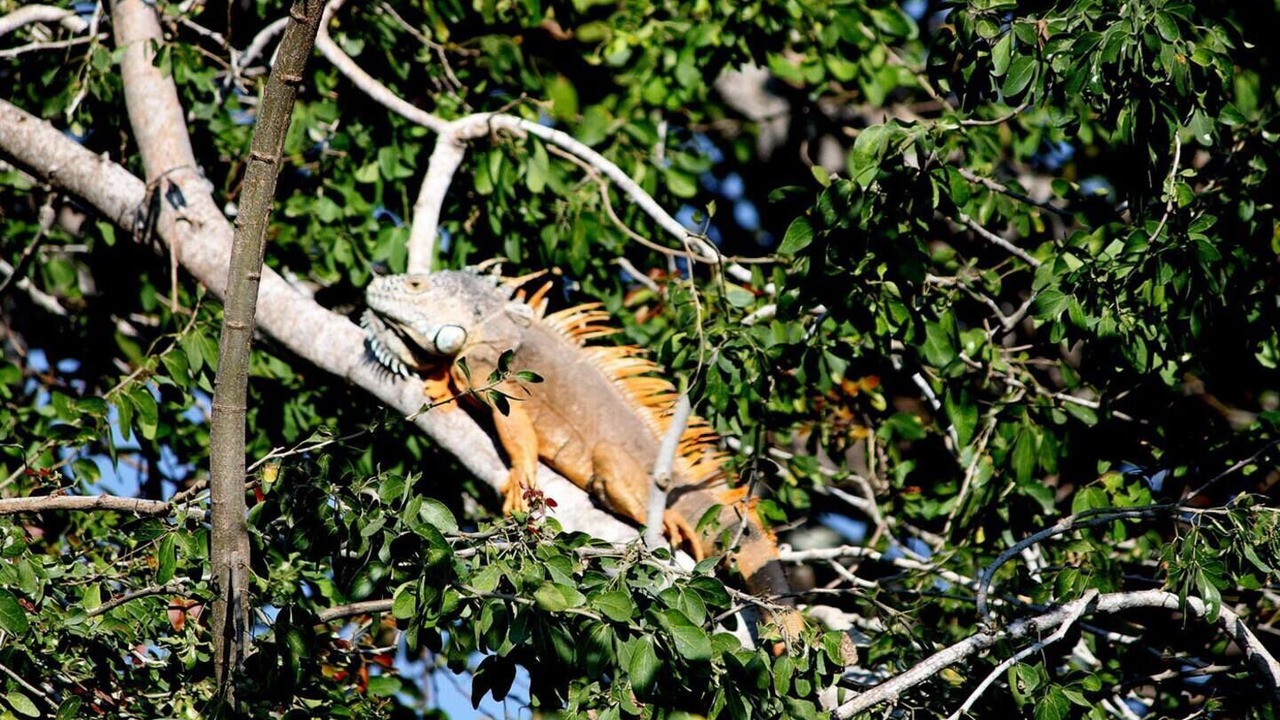 Photo of Others in Sayulita