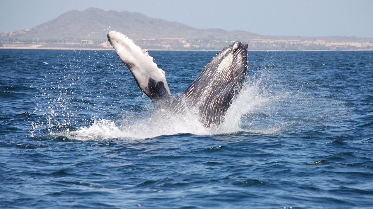 Photo of Others in Emiliano Zapata