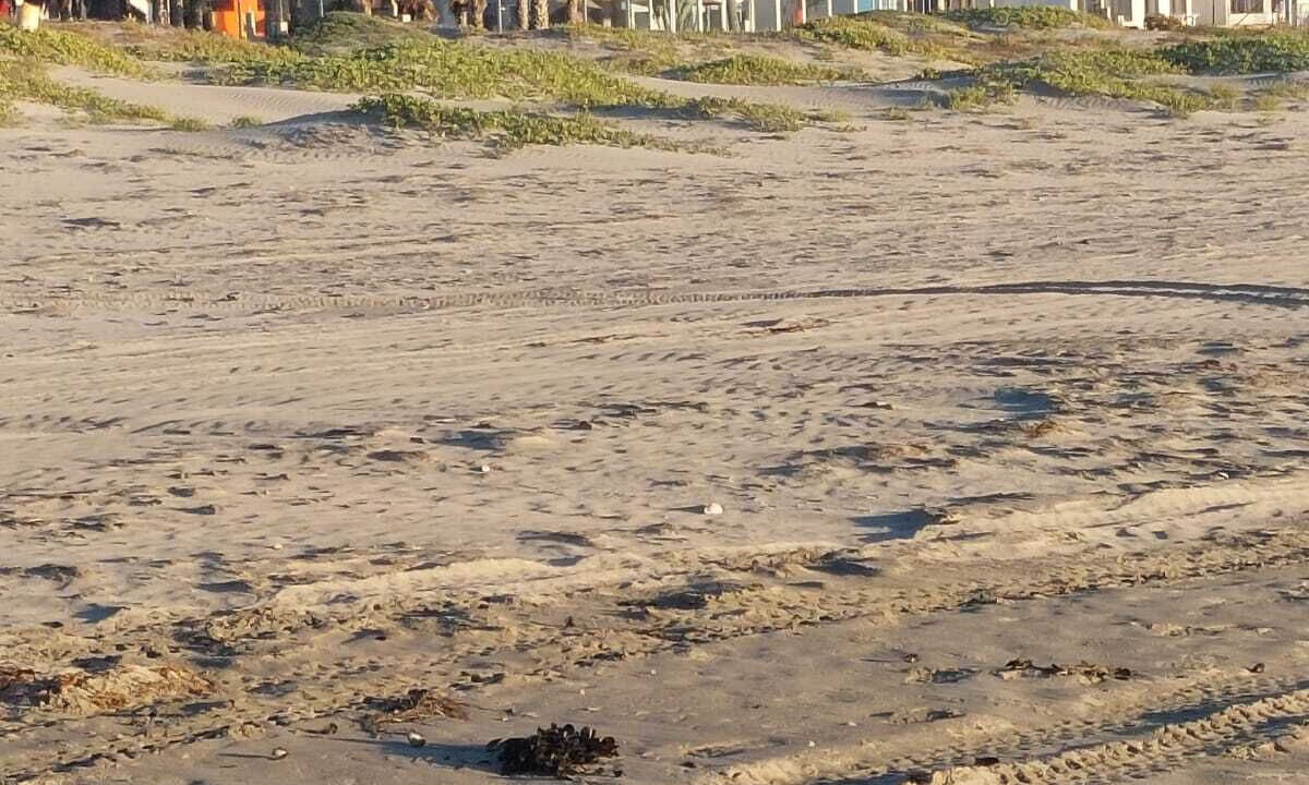 Photo of Others in Ensenada