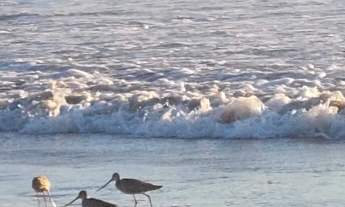 Photo of Others in Ensenada