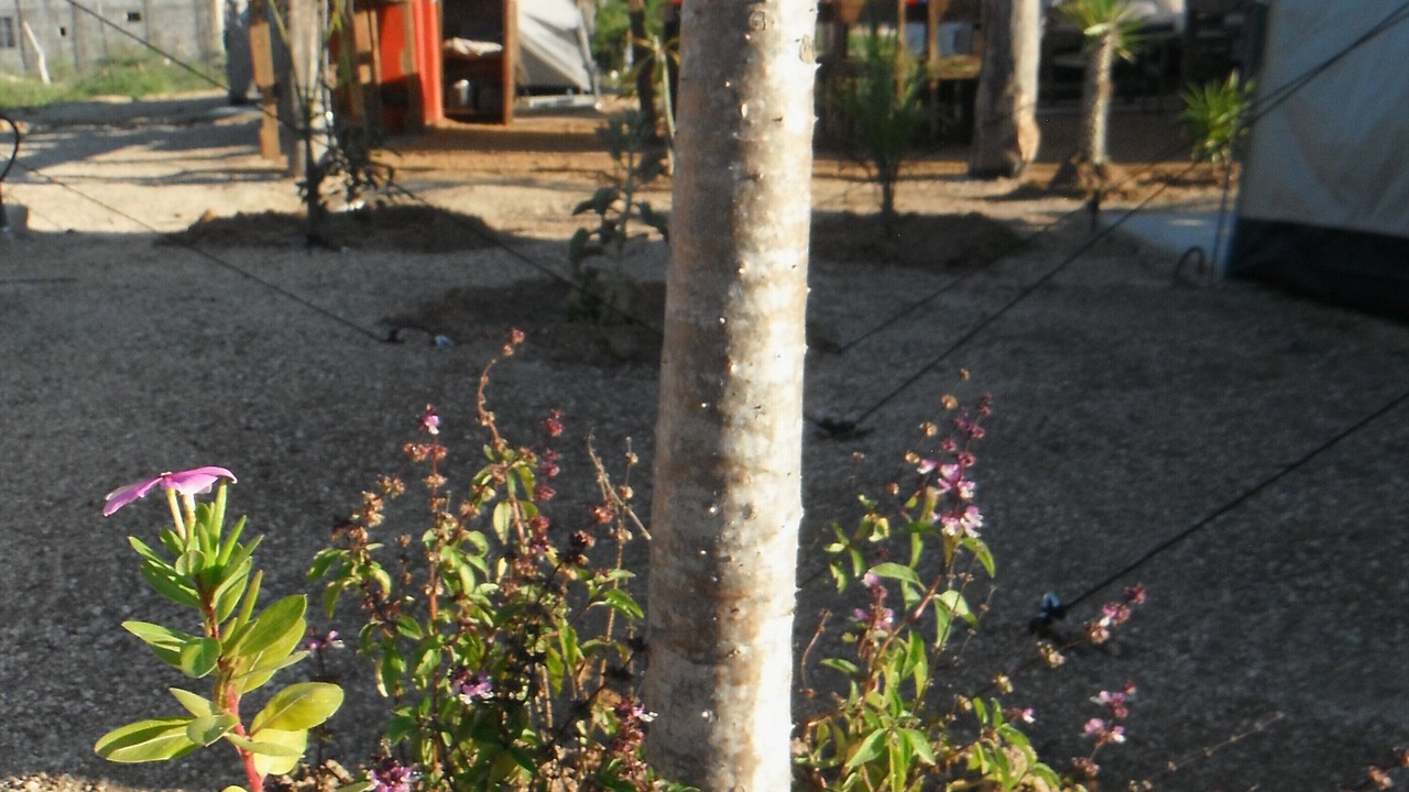Photo of Outdoor in Todos Santos