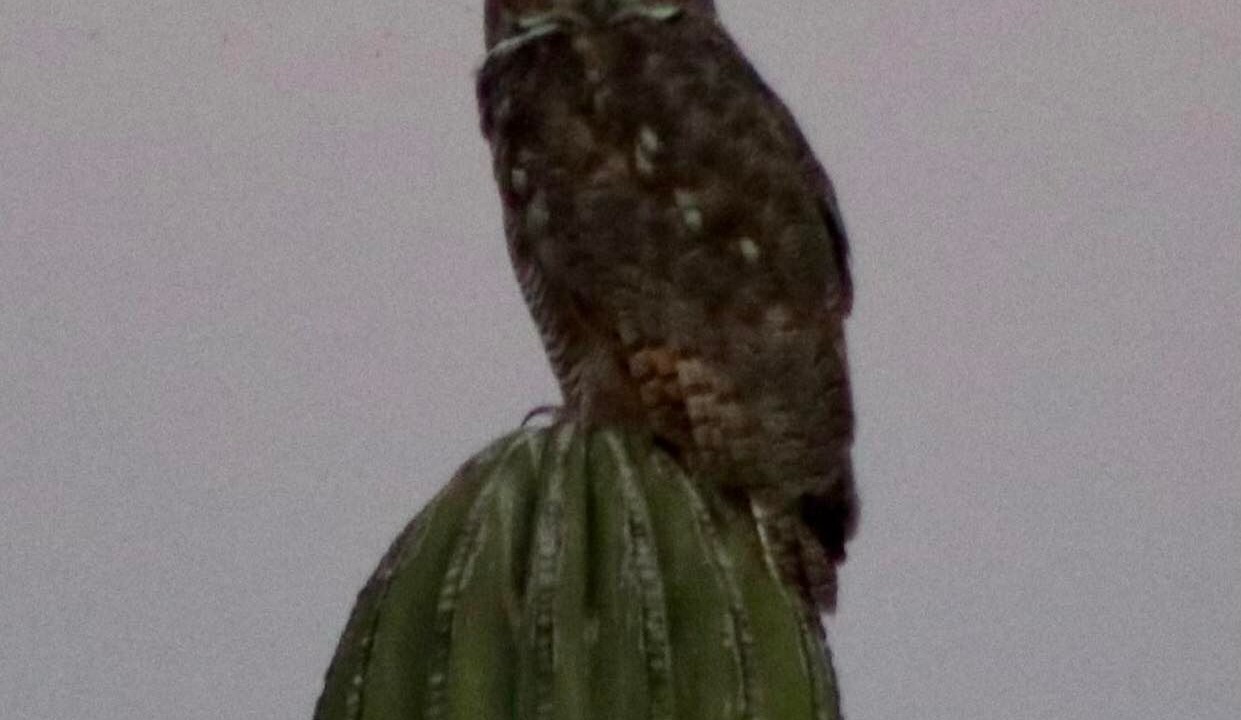 Photo of Others in El Centenario