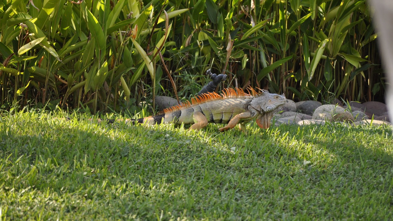Photo of Outdoor in Ixtapa