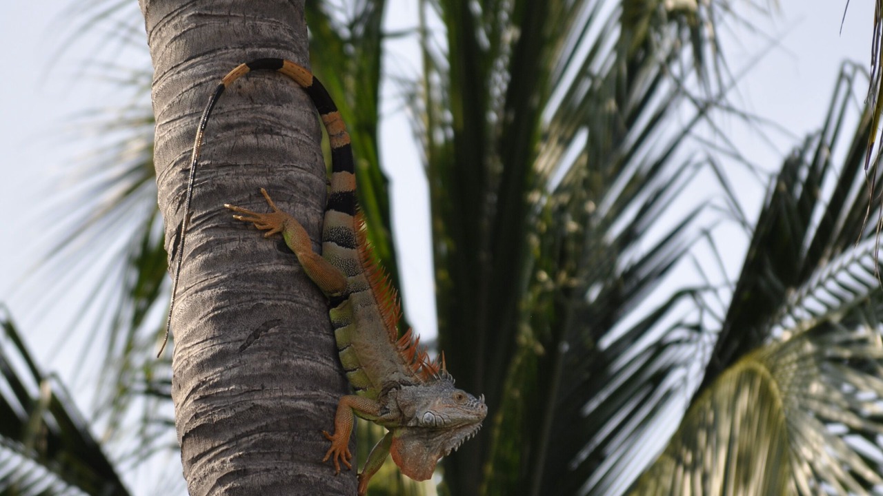 Photo of Outdoor in Ixtapa