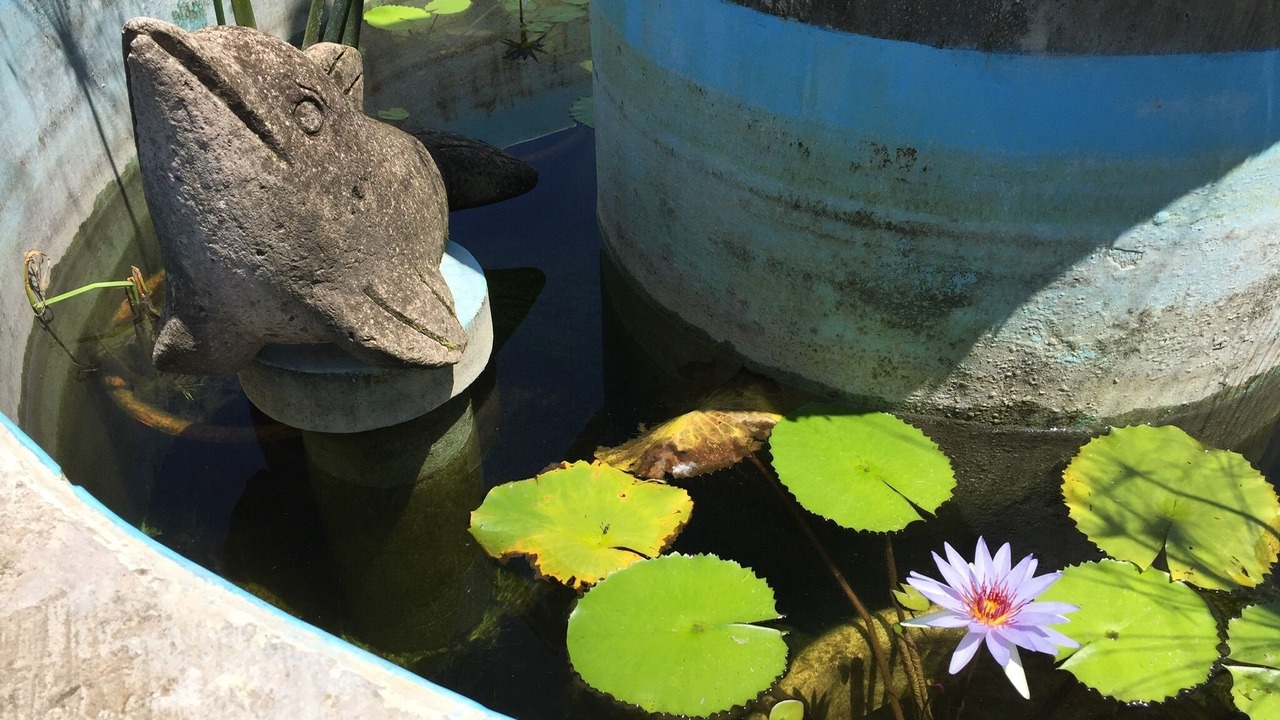 Photo of Outdoor in Petacalco