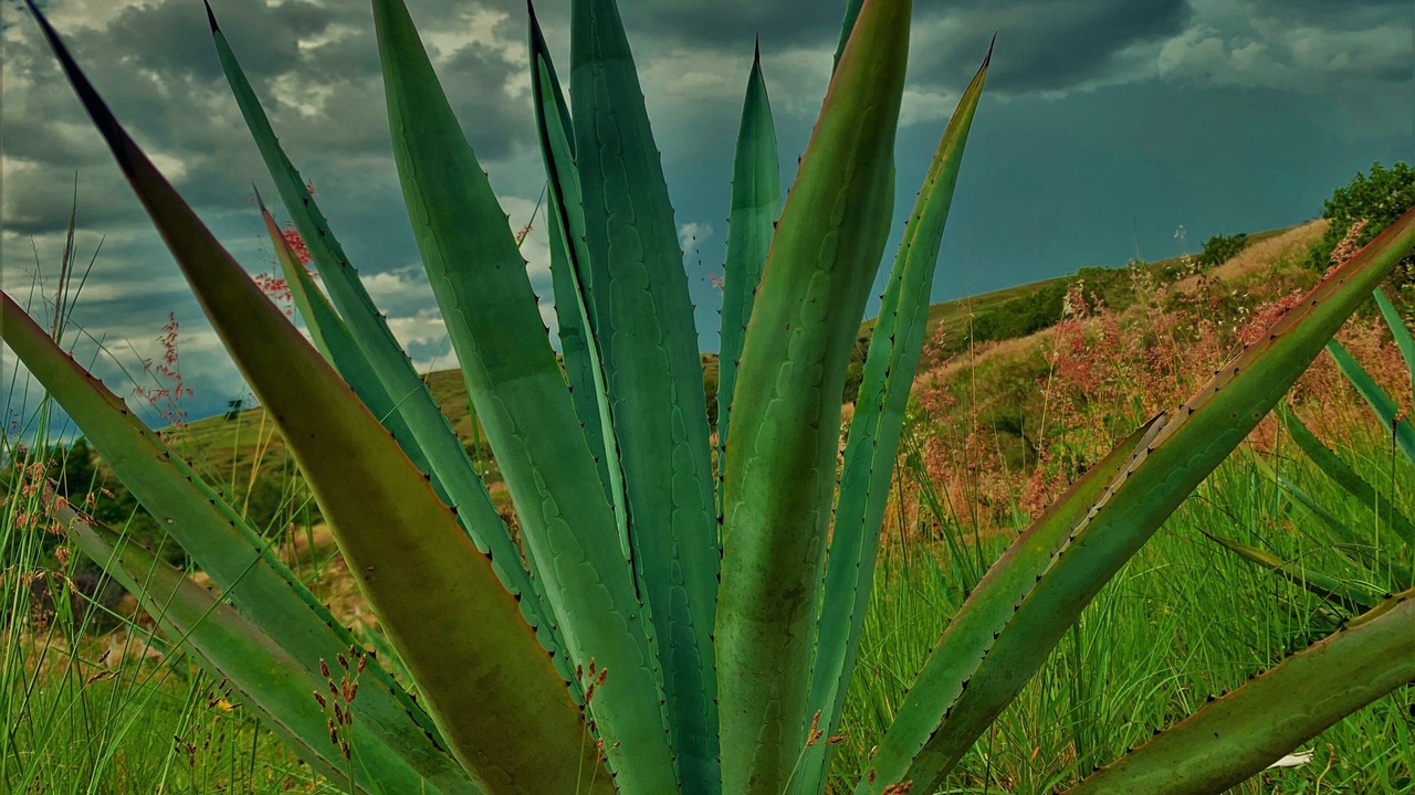 Photo of Outdoor in Heroica Ciudad de Ejutla de Crespo