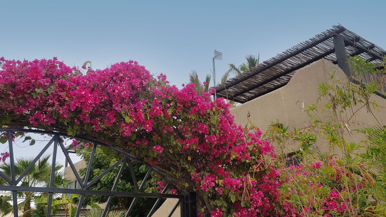Photo of Others in Todos Santos