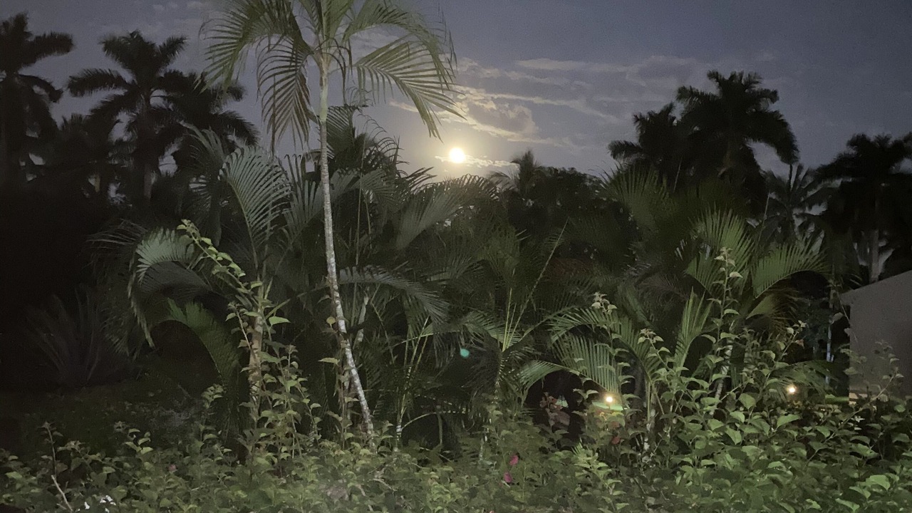 Photo of Others in Nuevo Vallarta