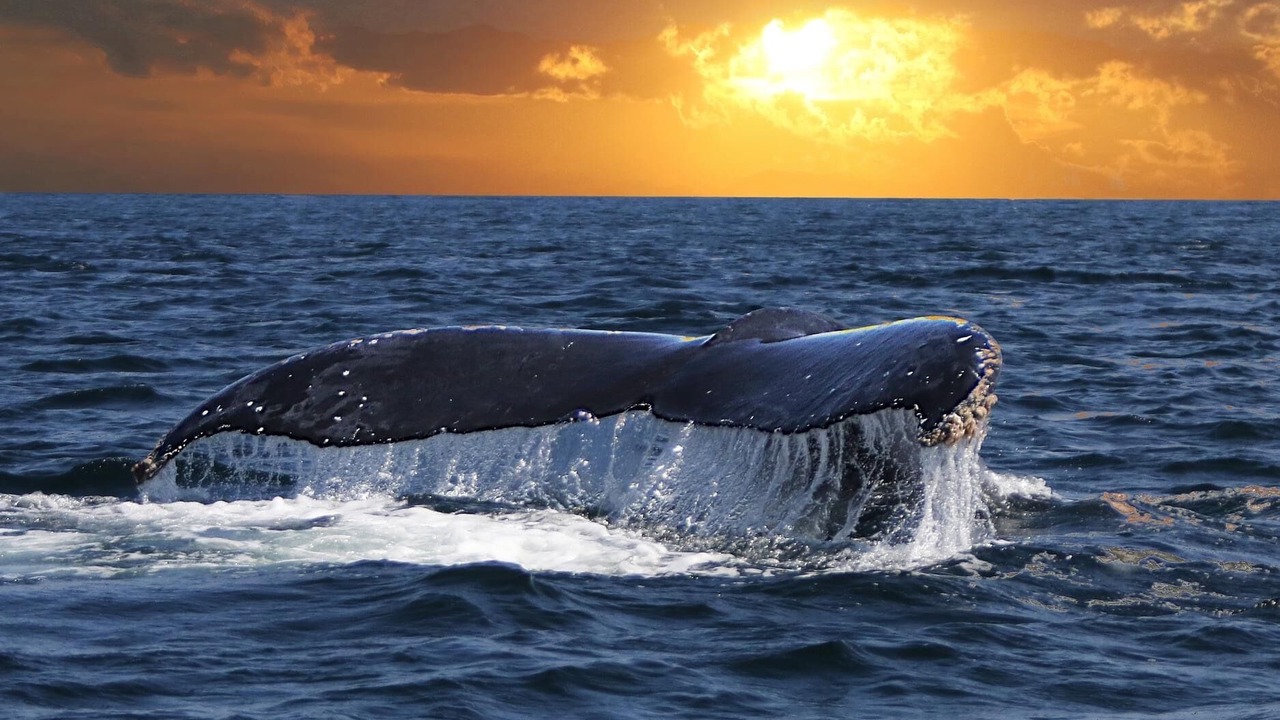 Photo of Others in Nuevo Vallarta