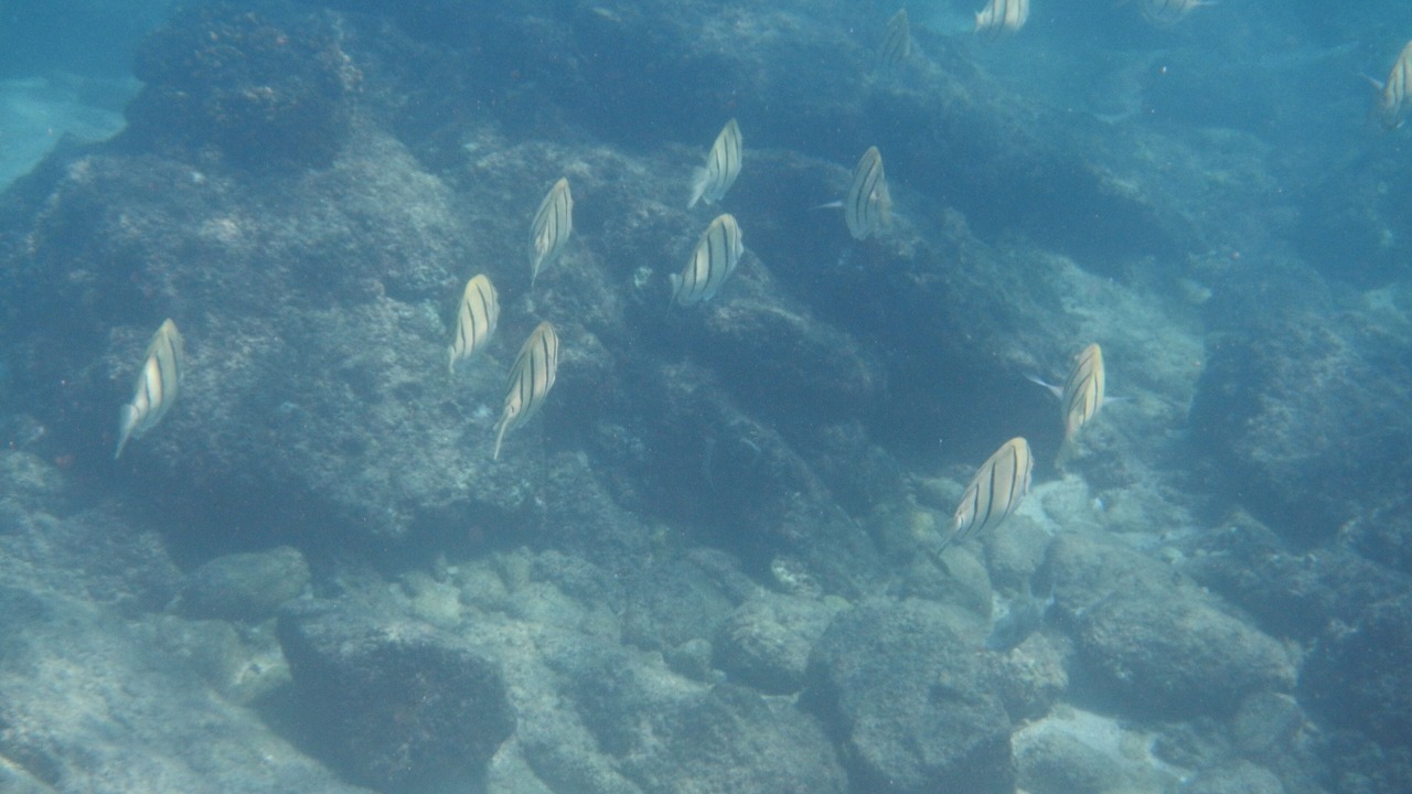 Photo of Others in Los Barriles