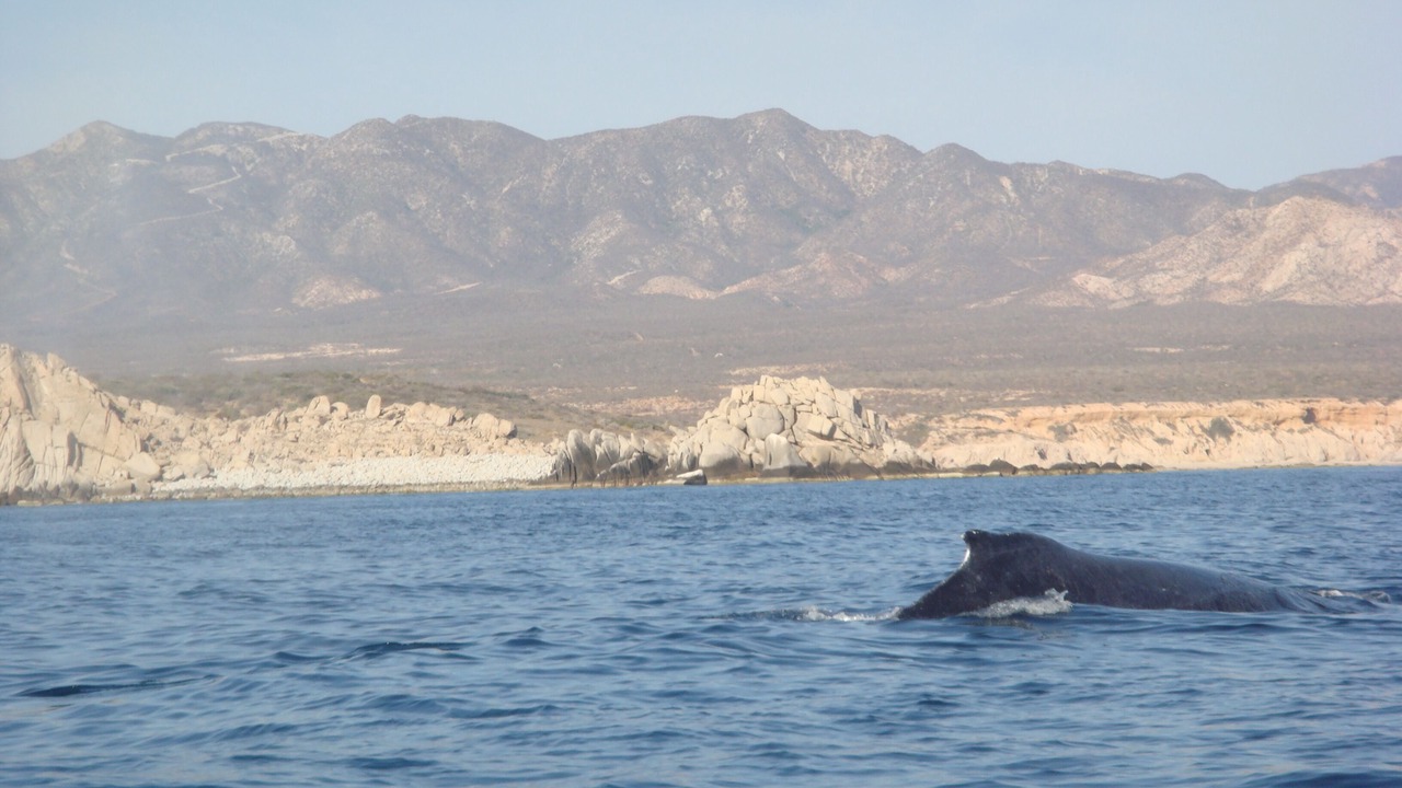 Photo of Others in Cabo Pulmo