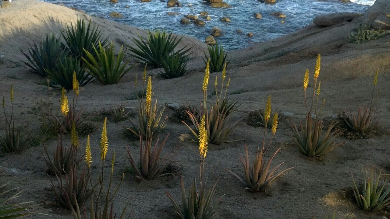 Photo of Others in Cabo Bello