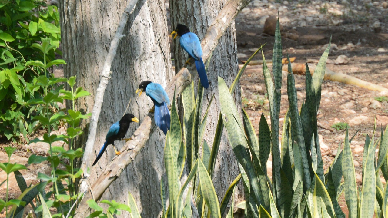 Photo of Others in Yucatan Peninsula