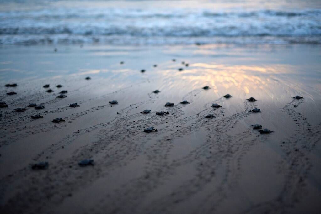 Photo of Others in Troncones