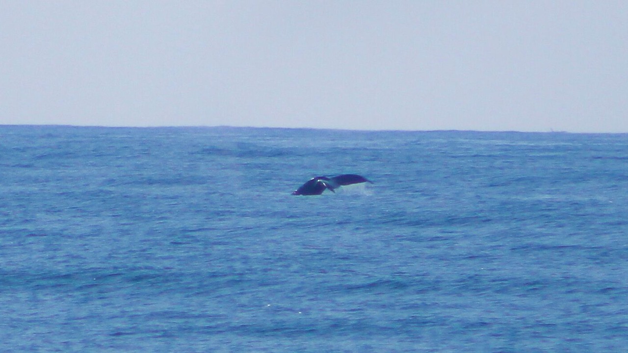 Photo of Others in Troncones