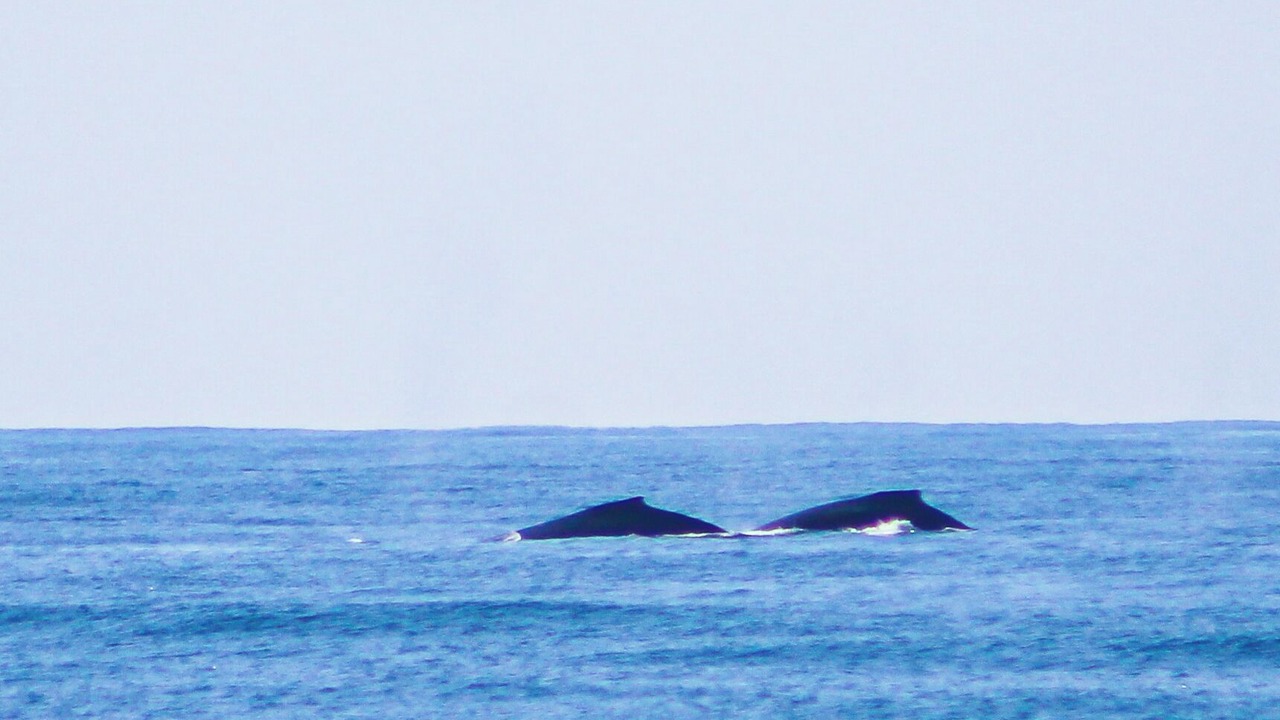 Photo of Others in Troncones
