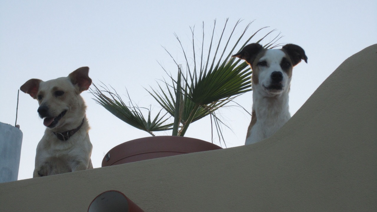Photo of Others in Los Barriles