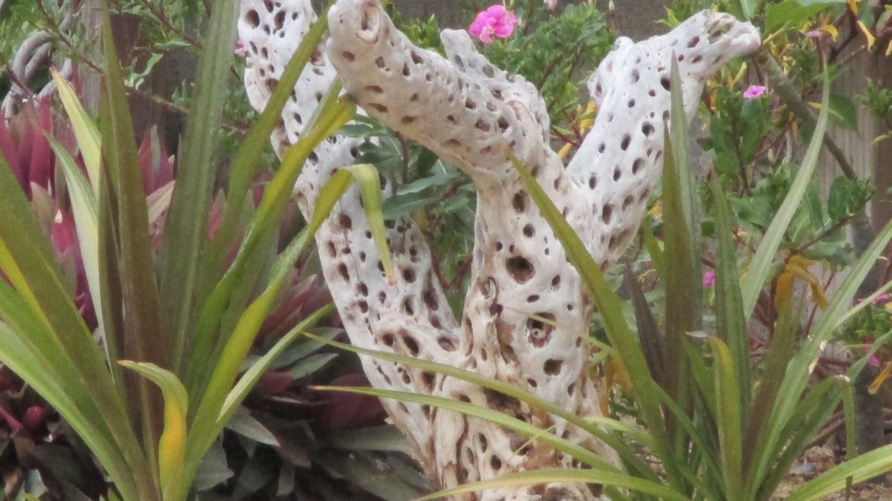 Photo of Outdoor in Los Barriles