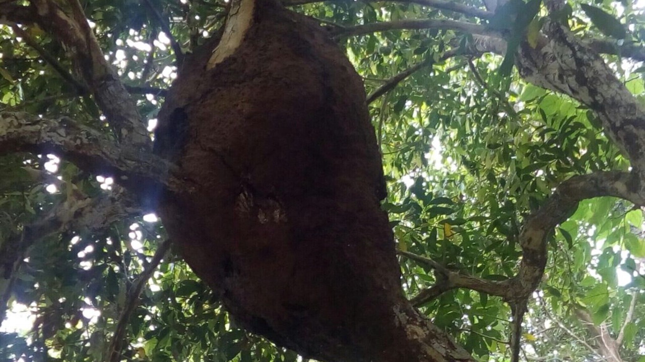 Photo of Outdoor in Pluma Hidalgo