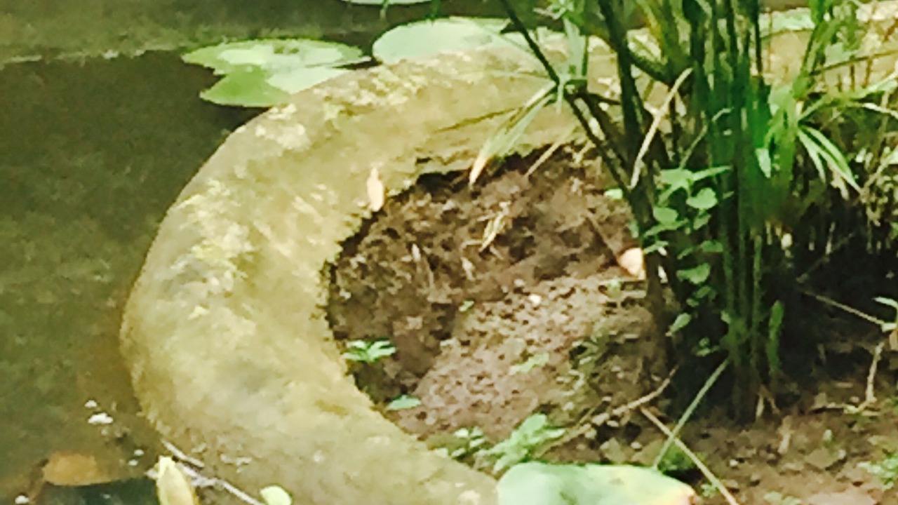 Photo of Outdoor in Tepoztlan