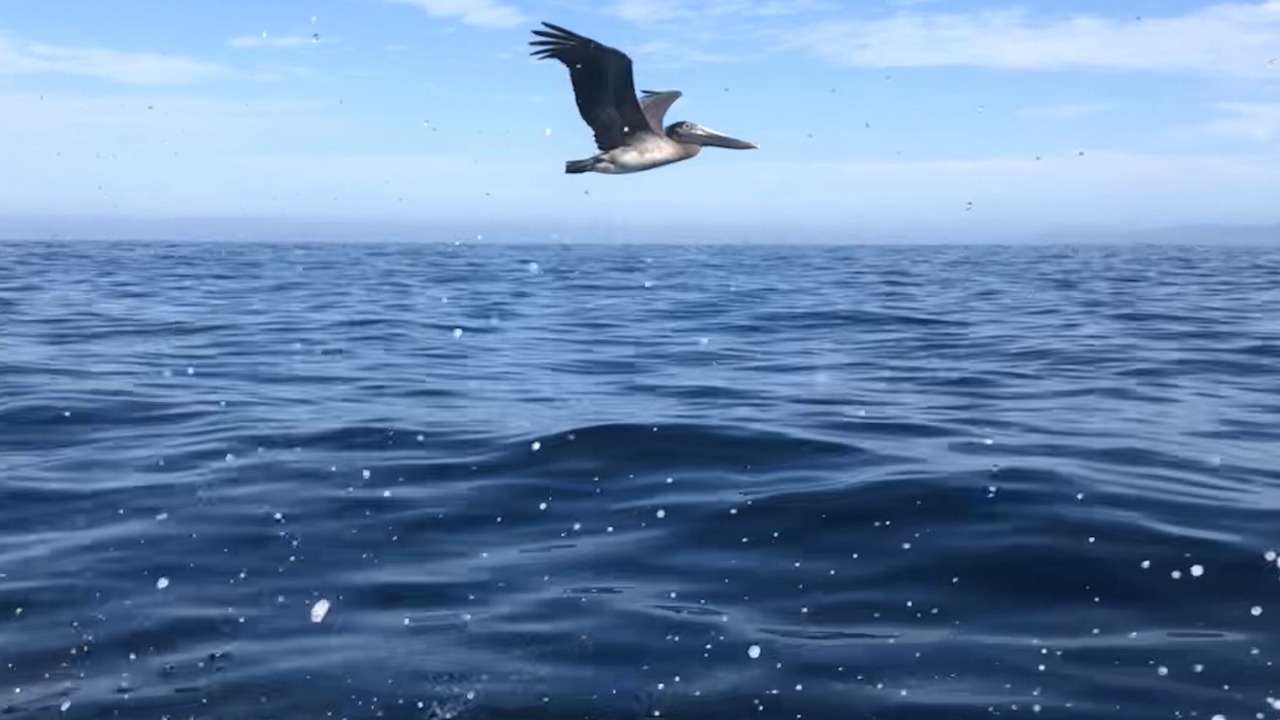 Photo of Others in Chimo