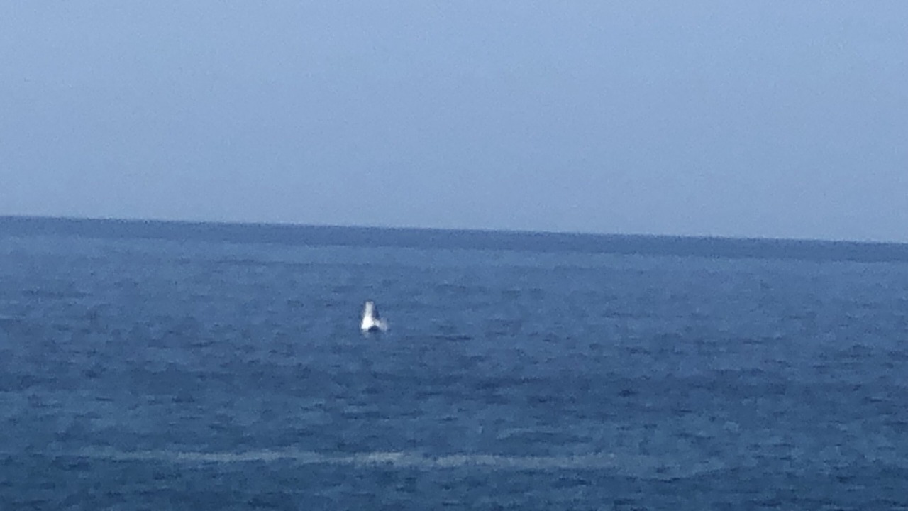 Photo of Others in Chimo