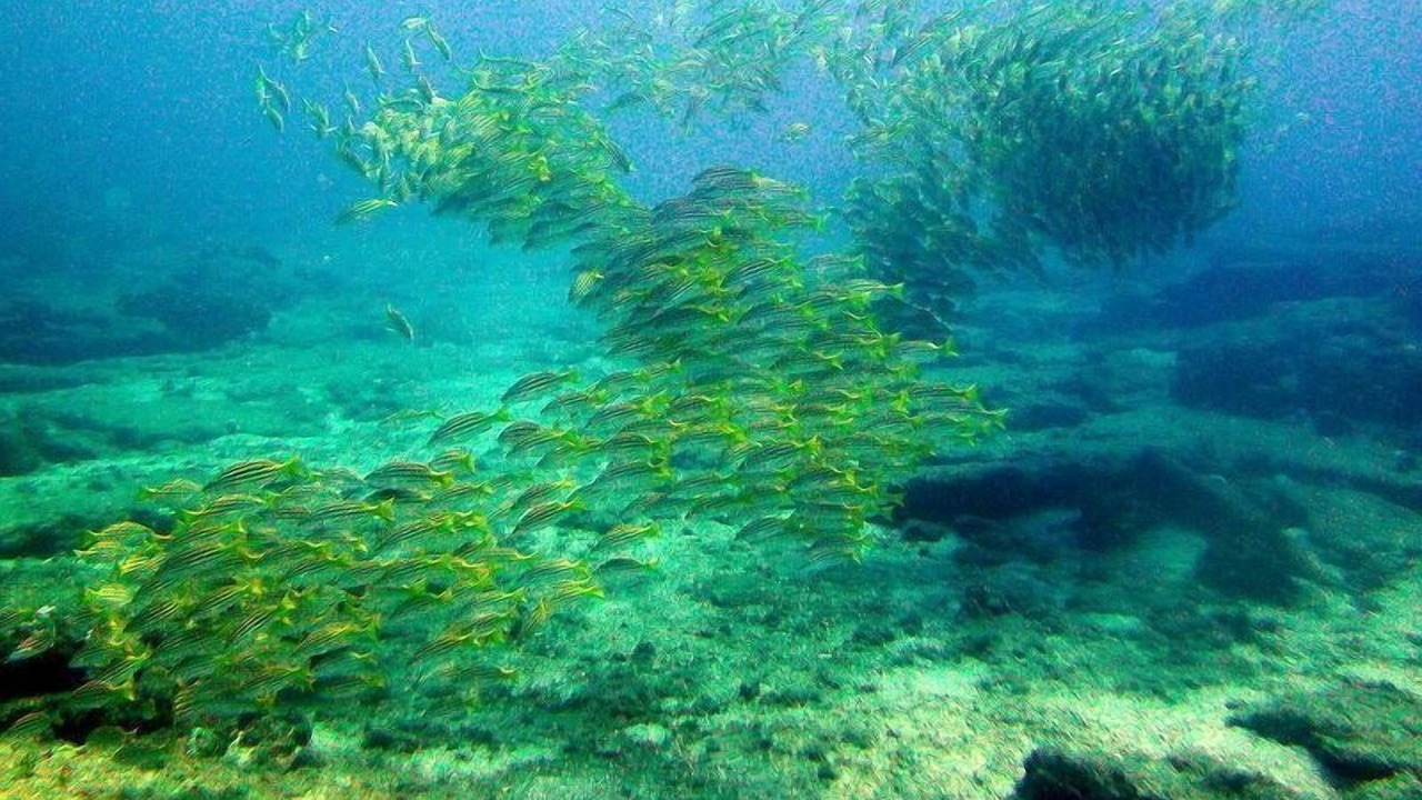 Photo of Others in Cabo Pulmo