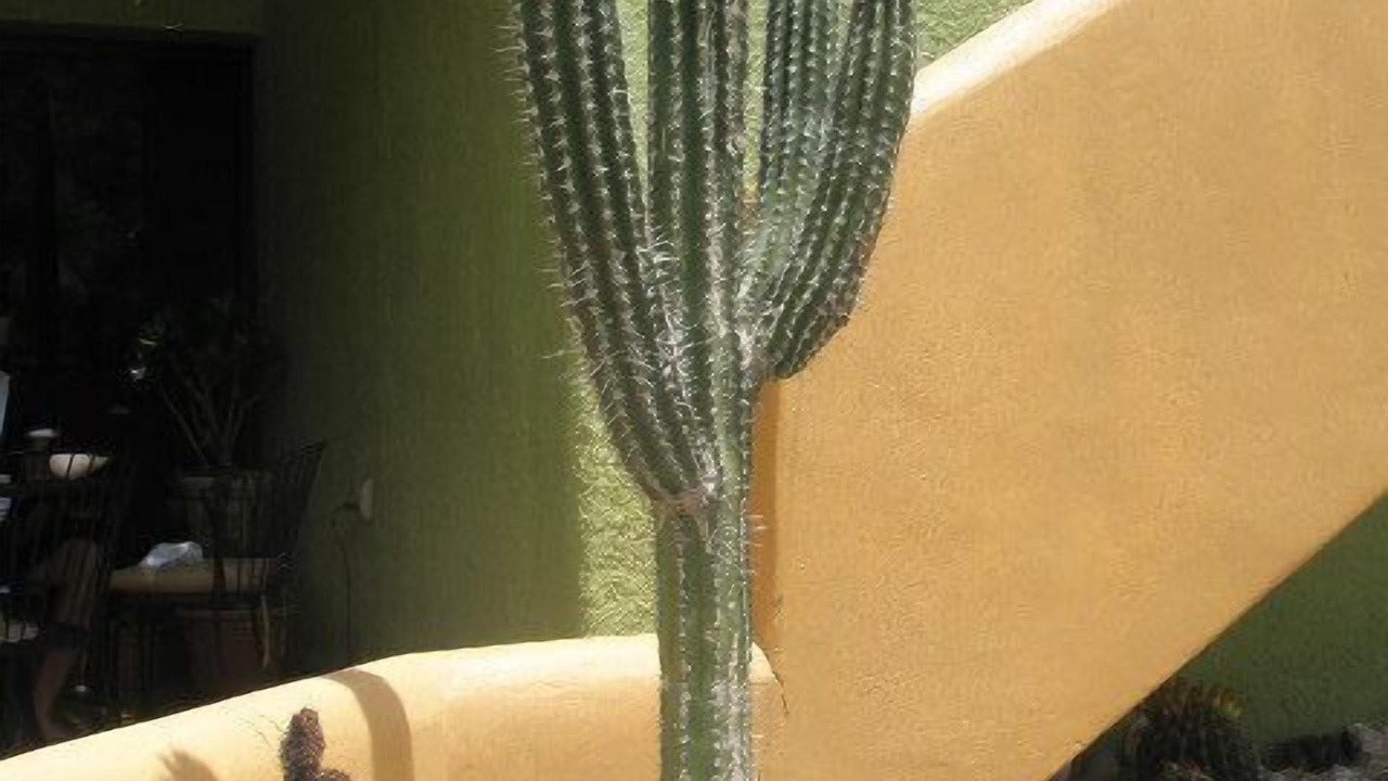 Photo of Outdoor in Los Barriles