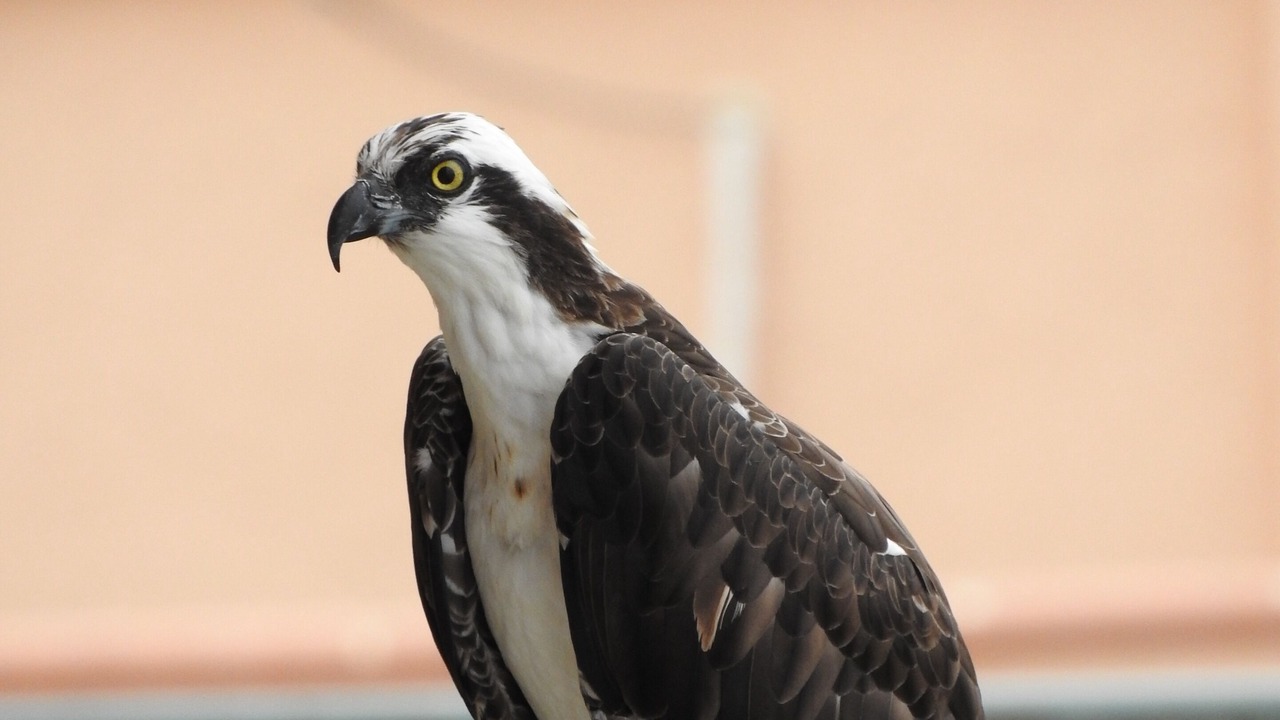 Photo of Others in Puerto Penasco