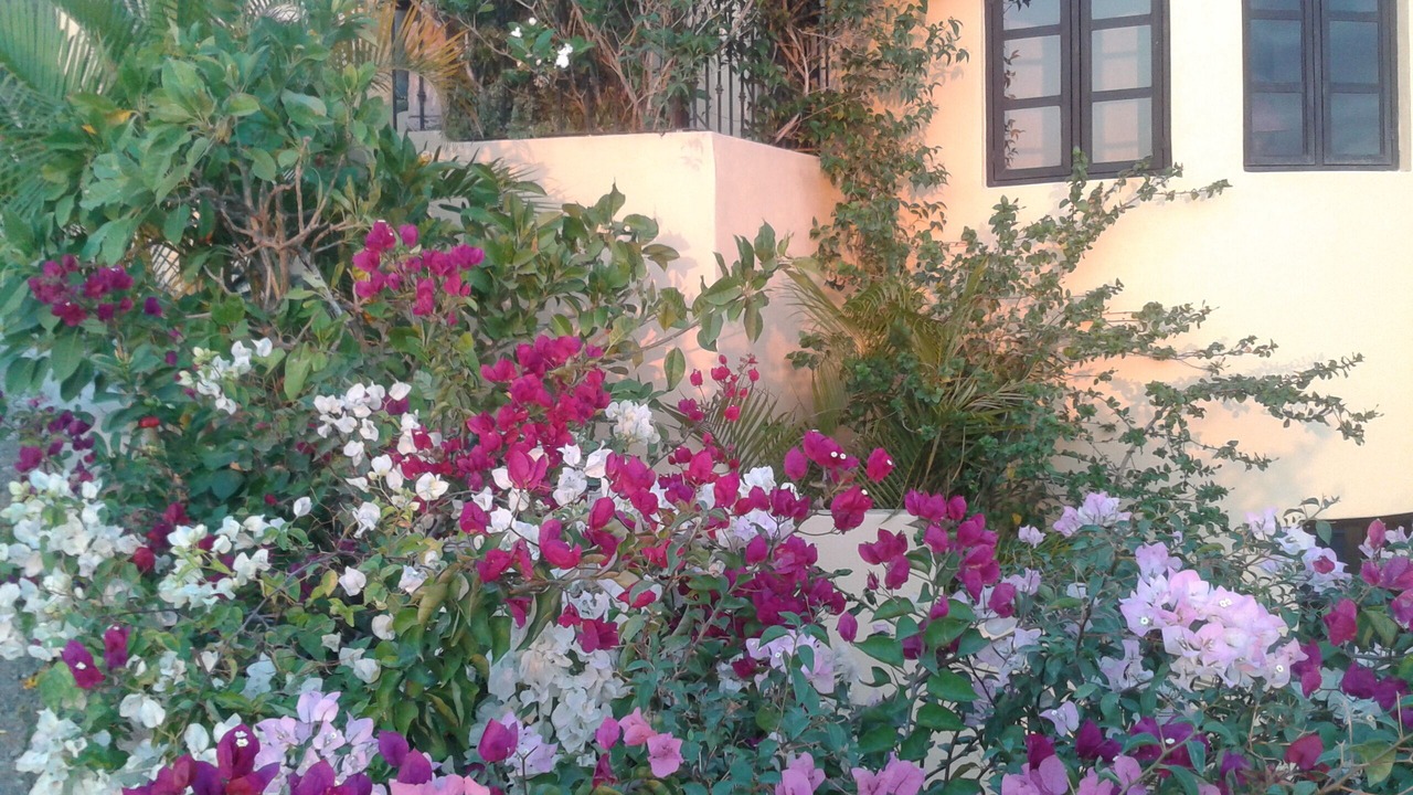 Photo of Outdoor in La Manzanilla