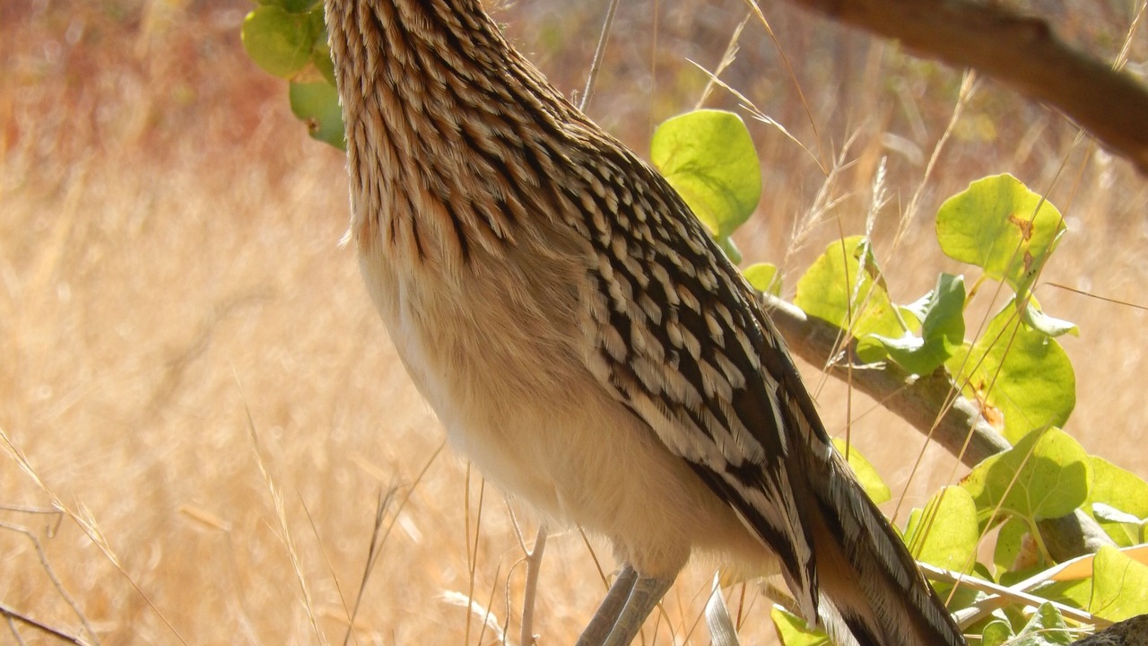 Photo of Others in Todos Santos