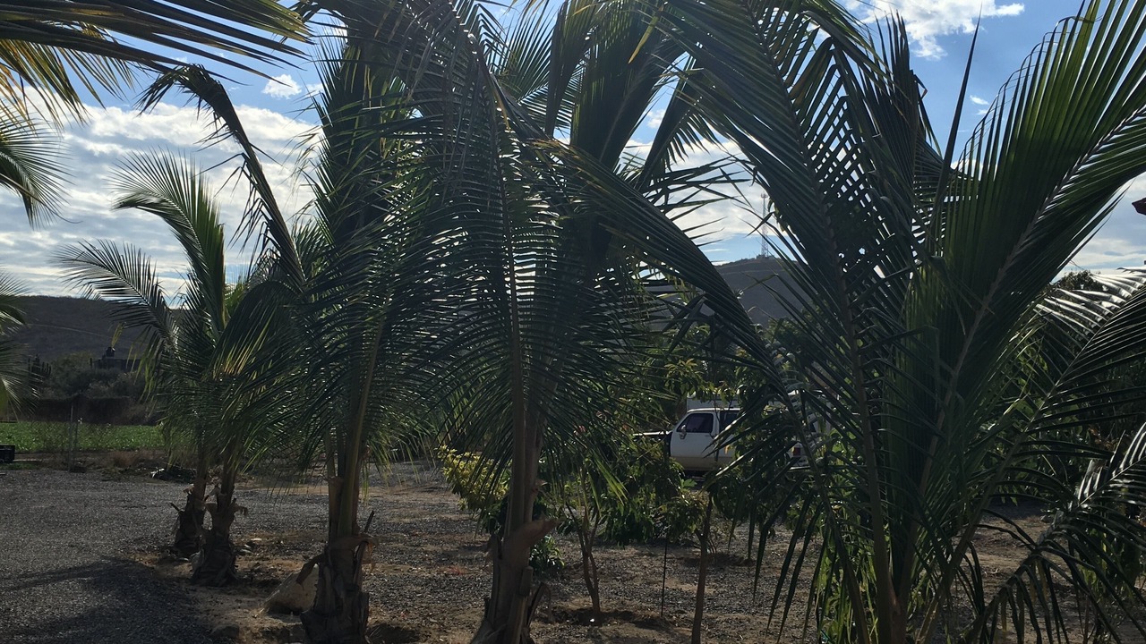 Photo of Others in El Pescadero