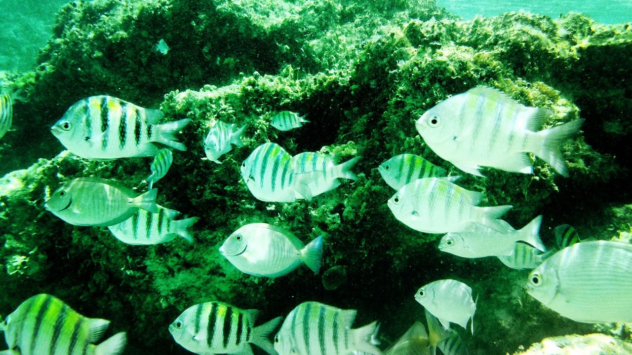 Photo of Others in Centro - Supmza 001