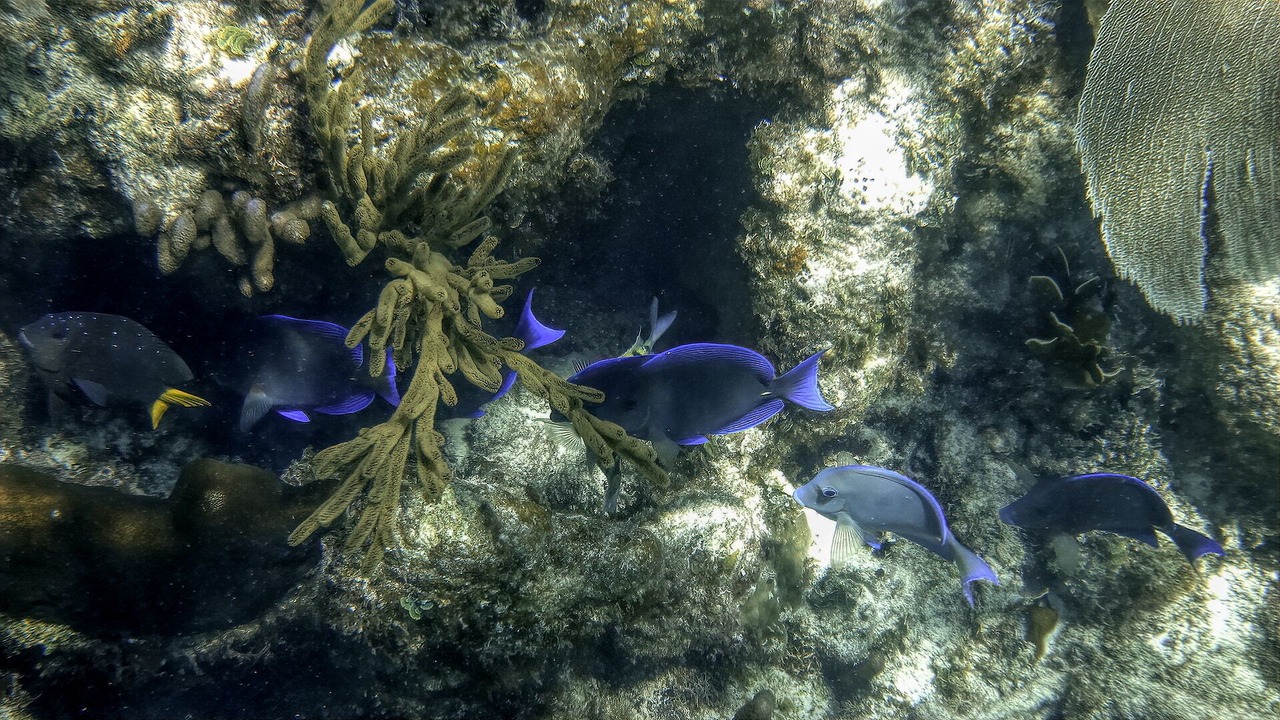 Photo of Others in Majahual