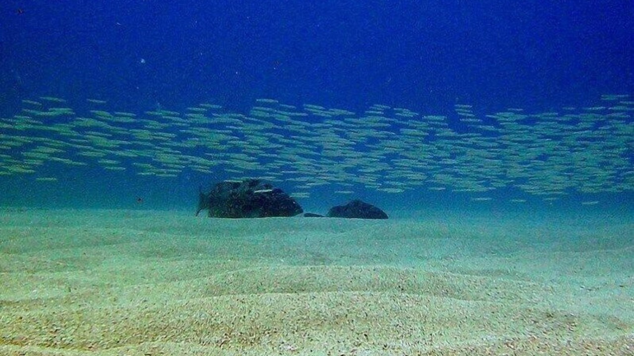 Photo of Others in Cabo Pulmo