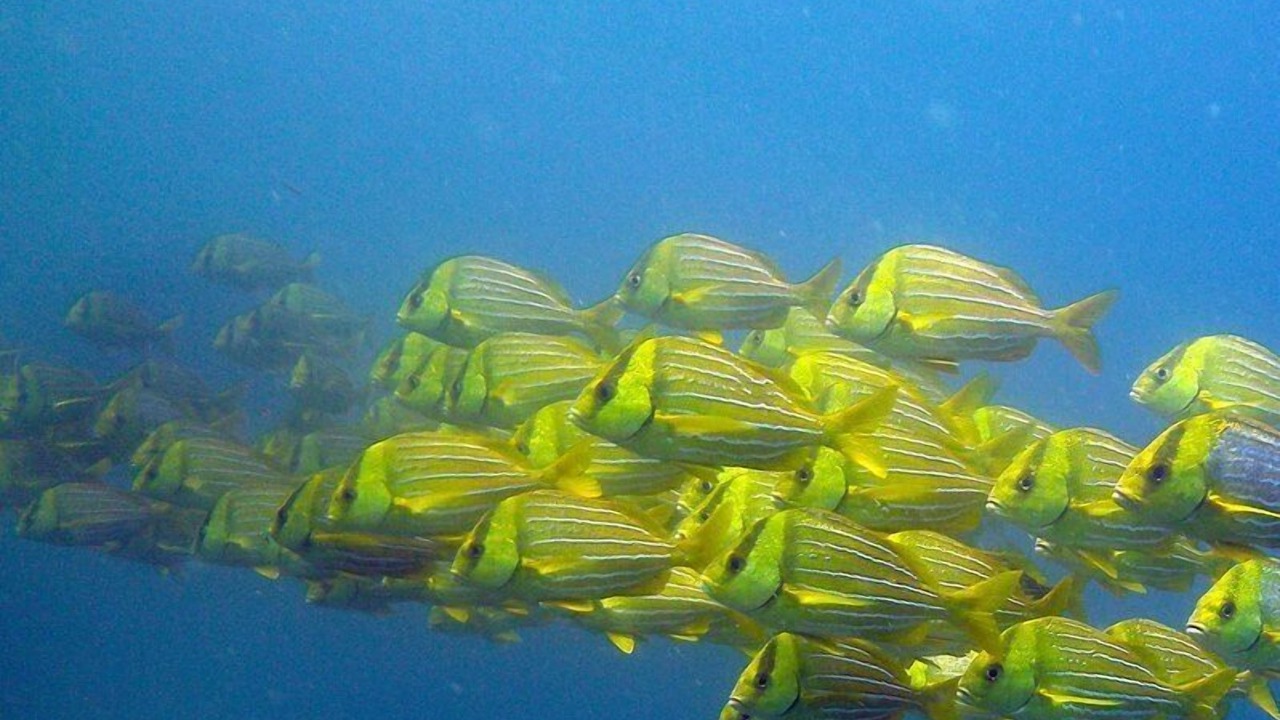 Photo of Others in Cabo Pulmo