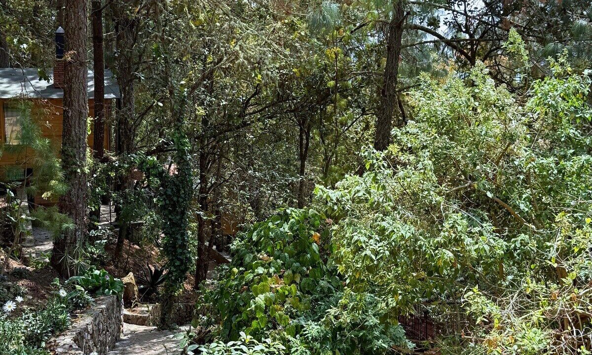 Photo of Outdoor in San Jose del Pacifico