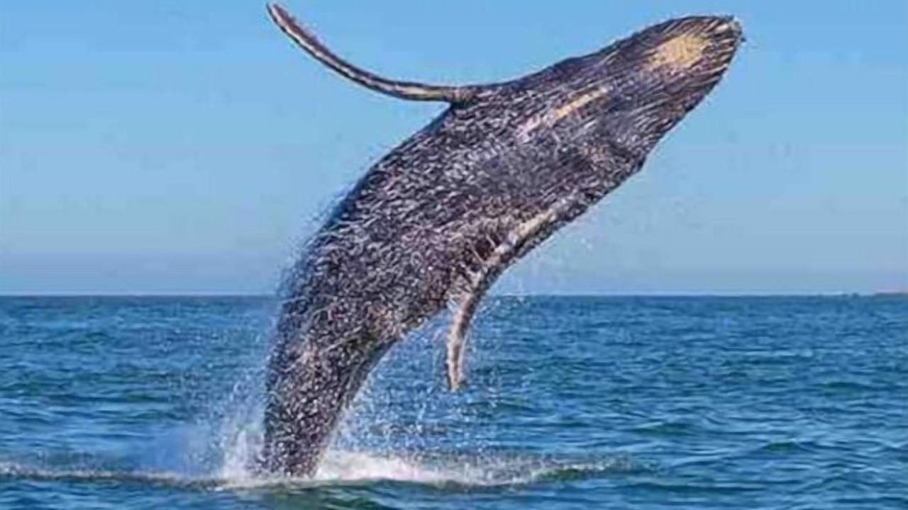 Photo of Others in Cabo San Lucas