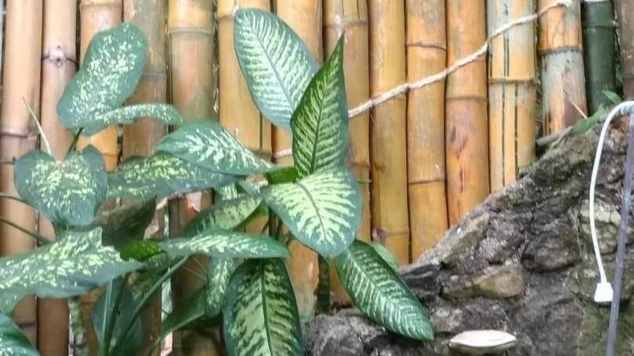 Photo of Outdoor in Yelapa