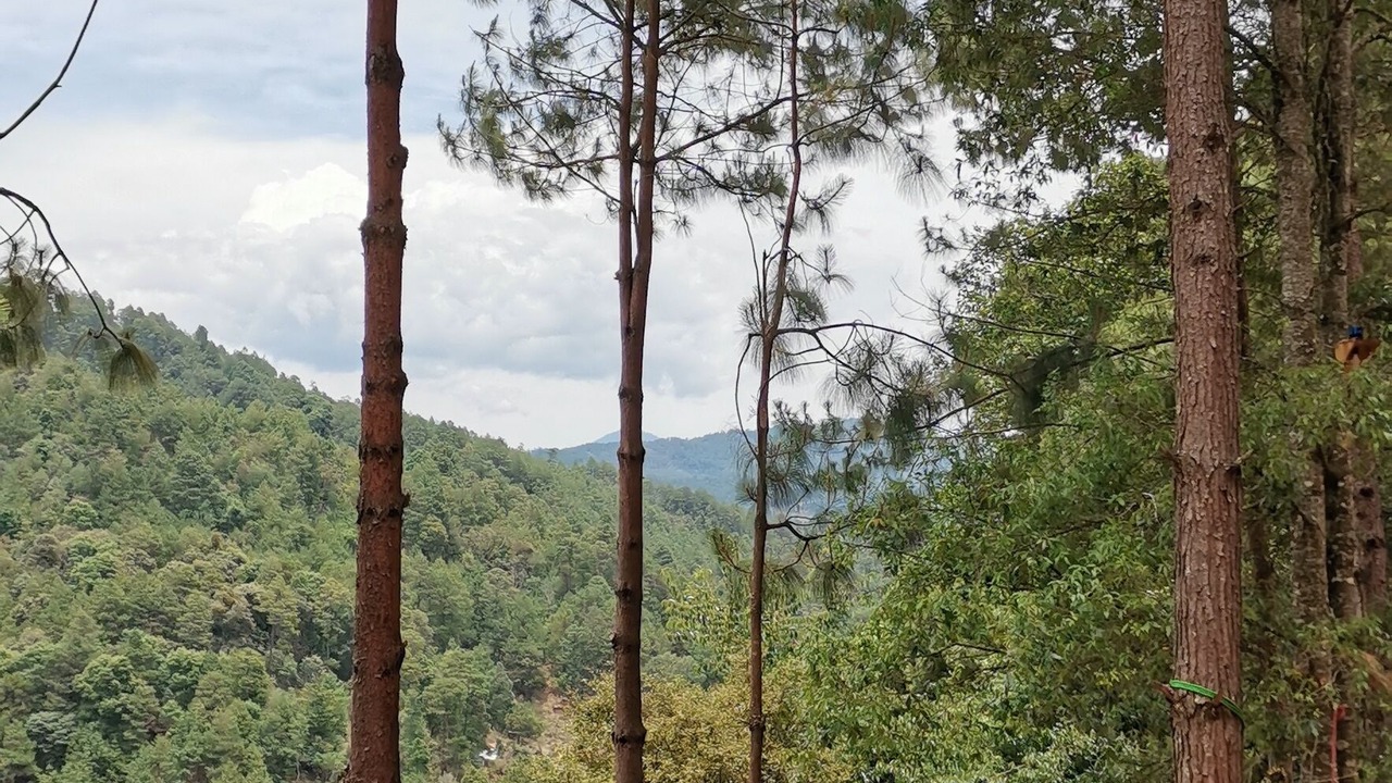 Photo of Others in San Sebastian Rio Hondo