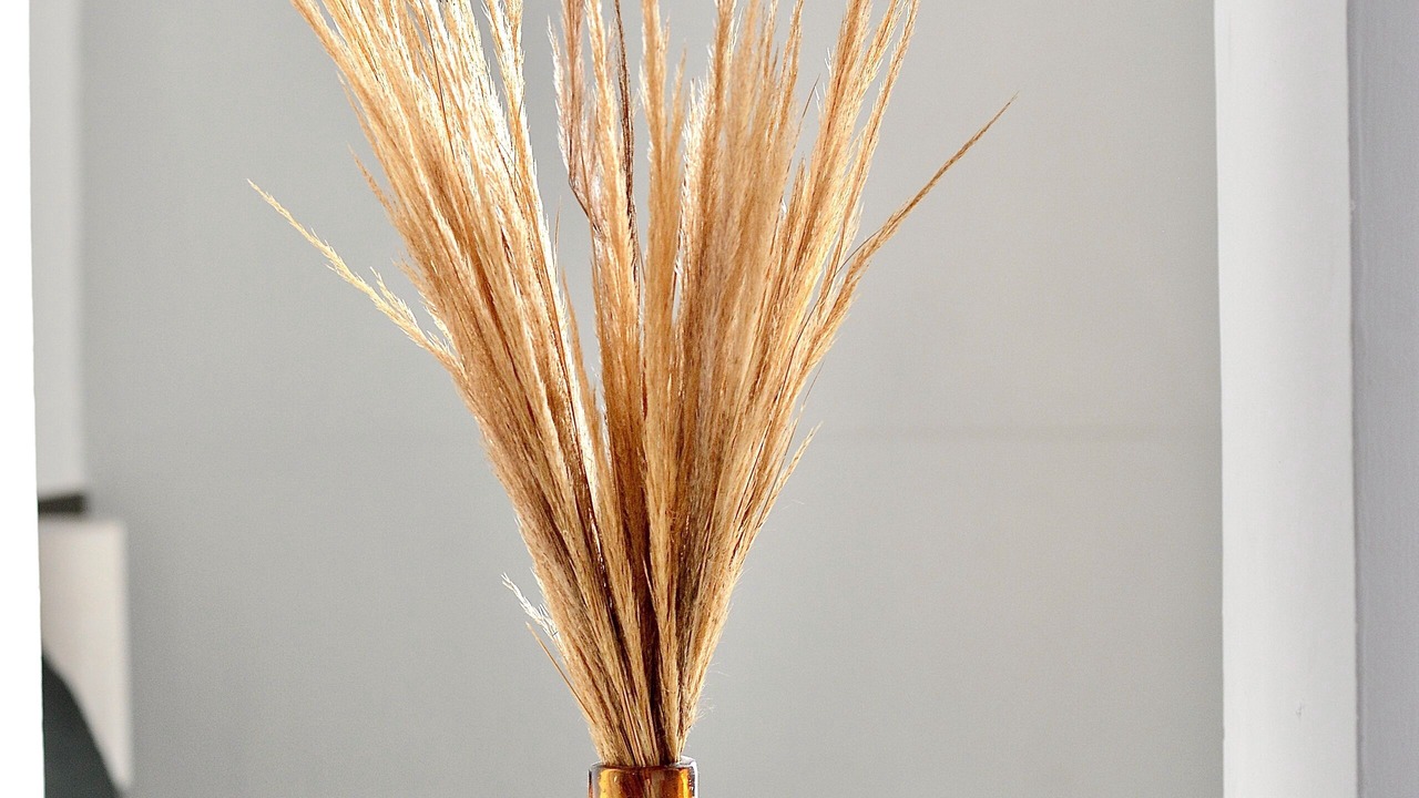 Photo of Others in Tepatitlan de Morelos