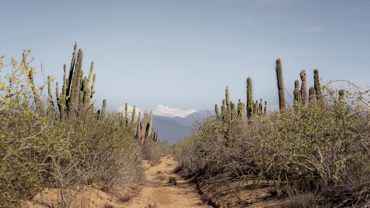 Photo of Others in Todos Santos